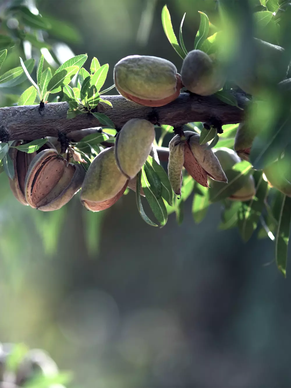 Nuts production v