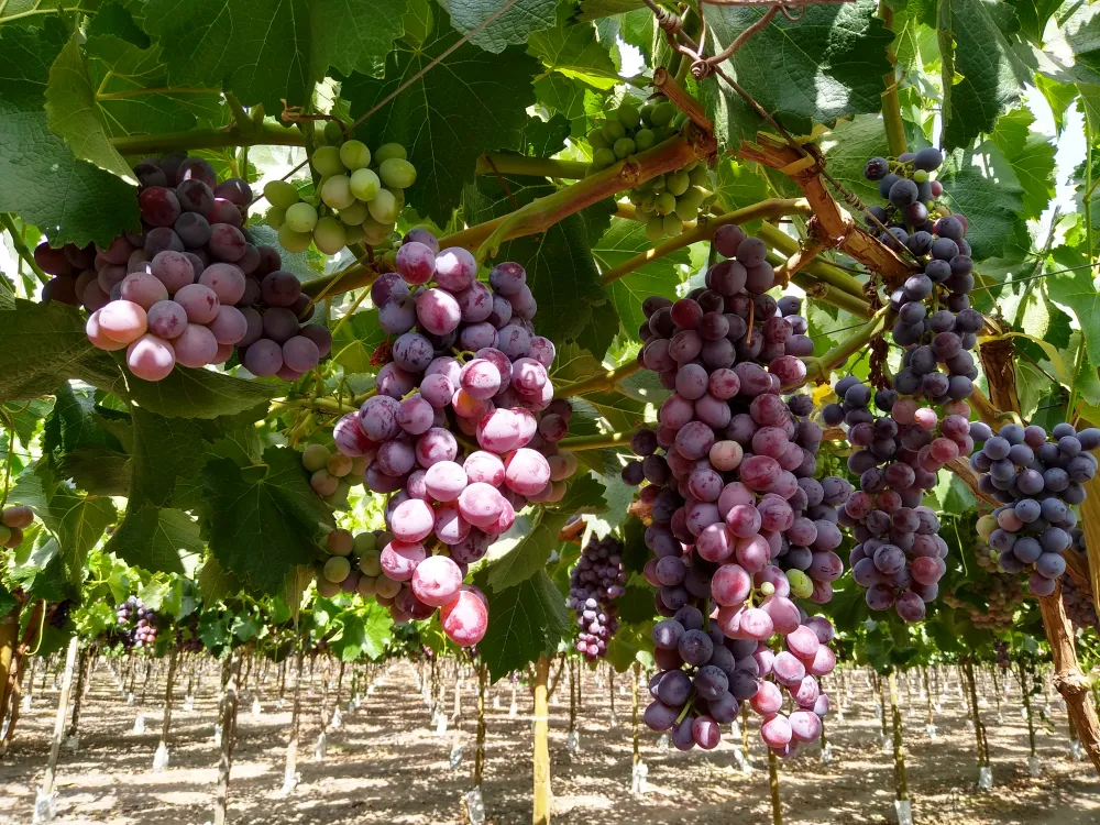Uvas Rojas