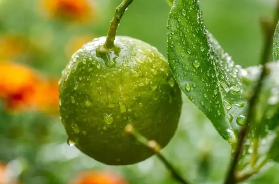 citricos-invierno-desafios-crecimiento-cultivos.png
