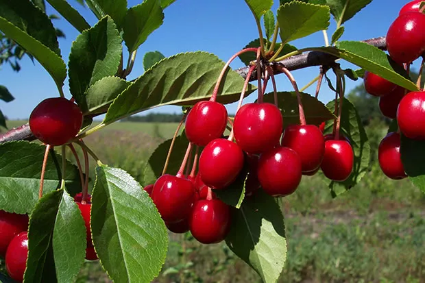 fertilización y el uso de bioestimulantes agrícolas