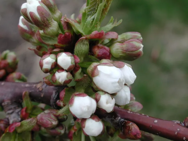 compo-expert-chile-fertilizantes-cerezos-fruta-estrategia (1).jpeg