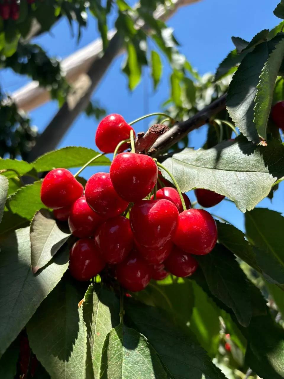 compo-expert-chile-fertilizantes-cerezos-fruta-estrategia (1).jpg