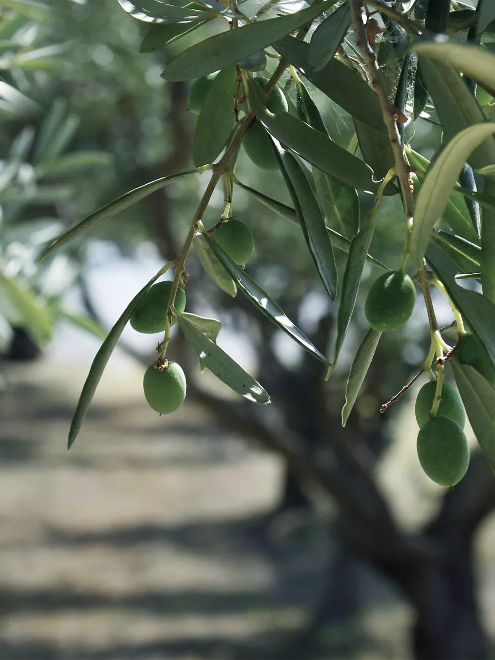 fertilizantes y bioestimulantes para olivo