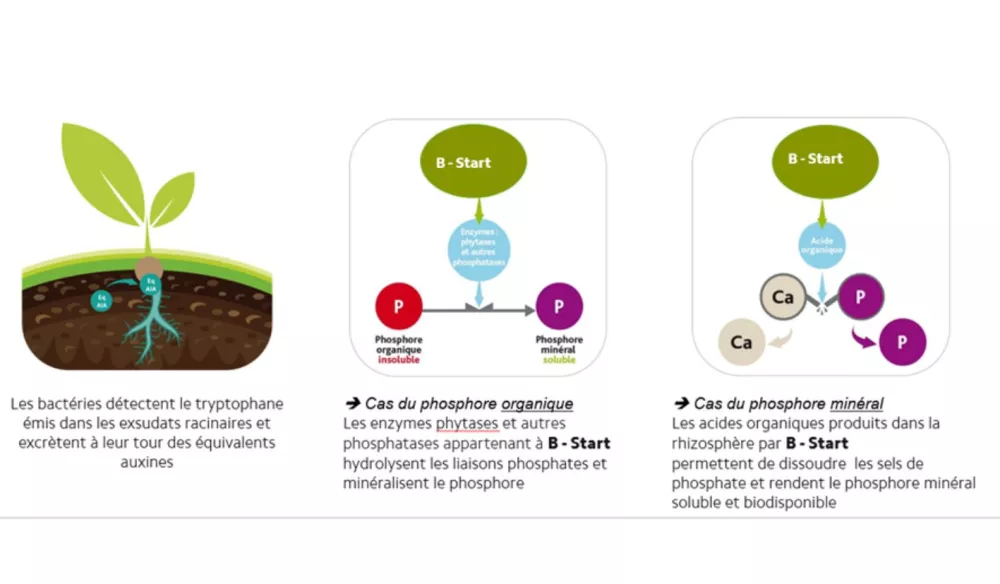 rôle racines absorption éléments nutritifs et eau_bacillus