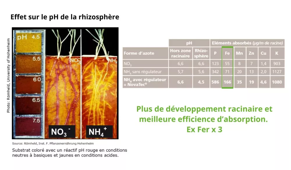 rôle racines absorption éléments nutritifs et eau_DMPP rhizo