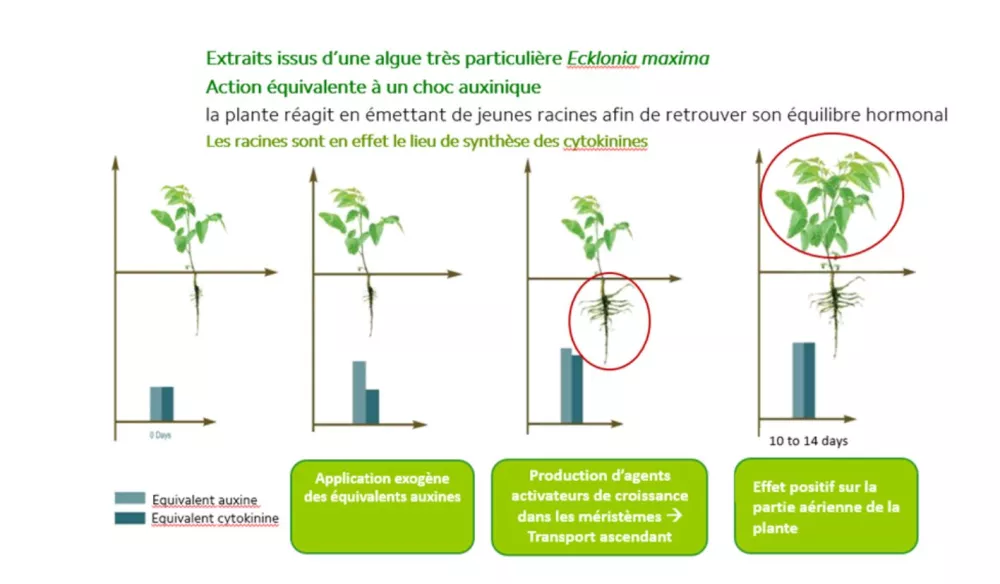 rôle racines absorption éléments nutritifs et eau_ecklonia