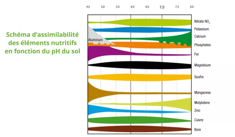 rôle racines absorption éléments nutritifs et eau_Ph sol