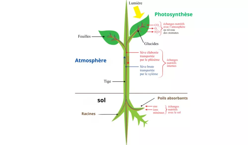 rôle racines absorption éléments nutritifs et eau_rôle racines