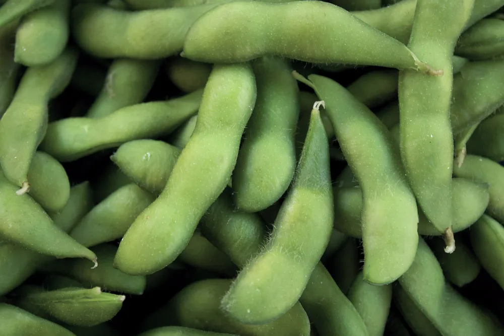 field crops soybeans_title