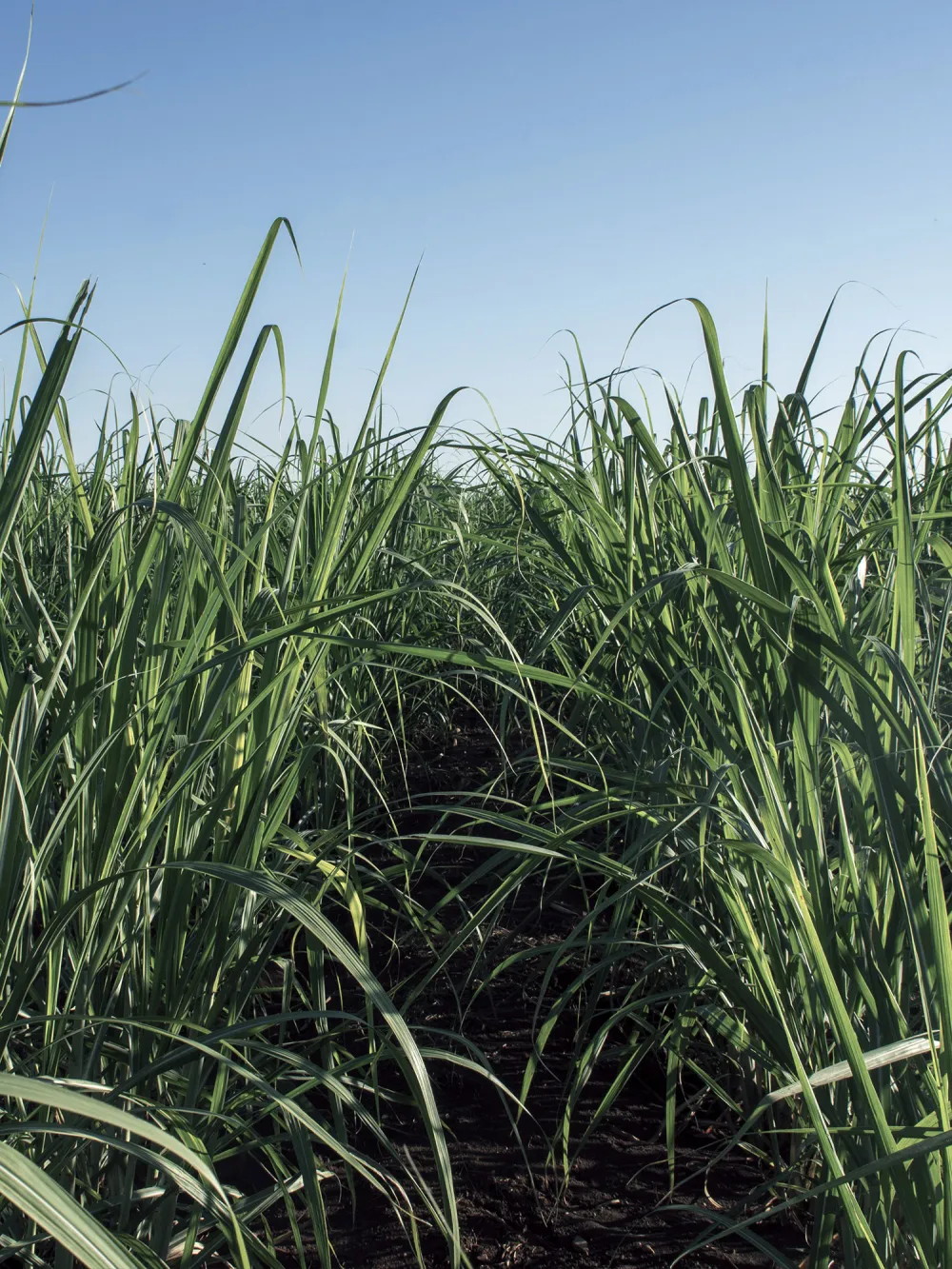 field crops sugarcane_v