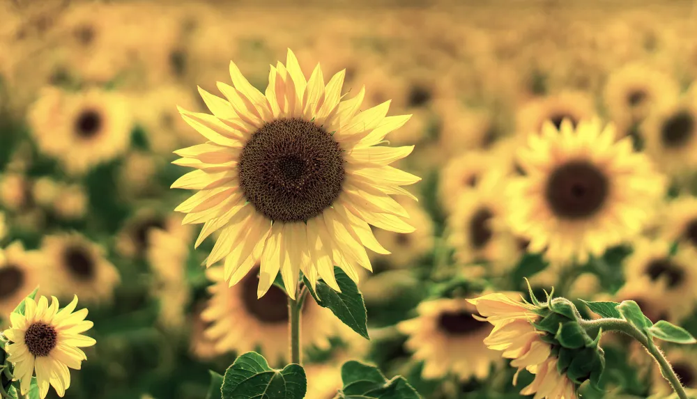 field crops sunflower_h