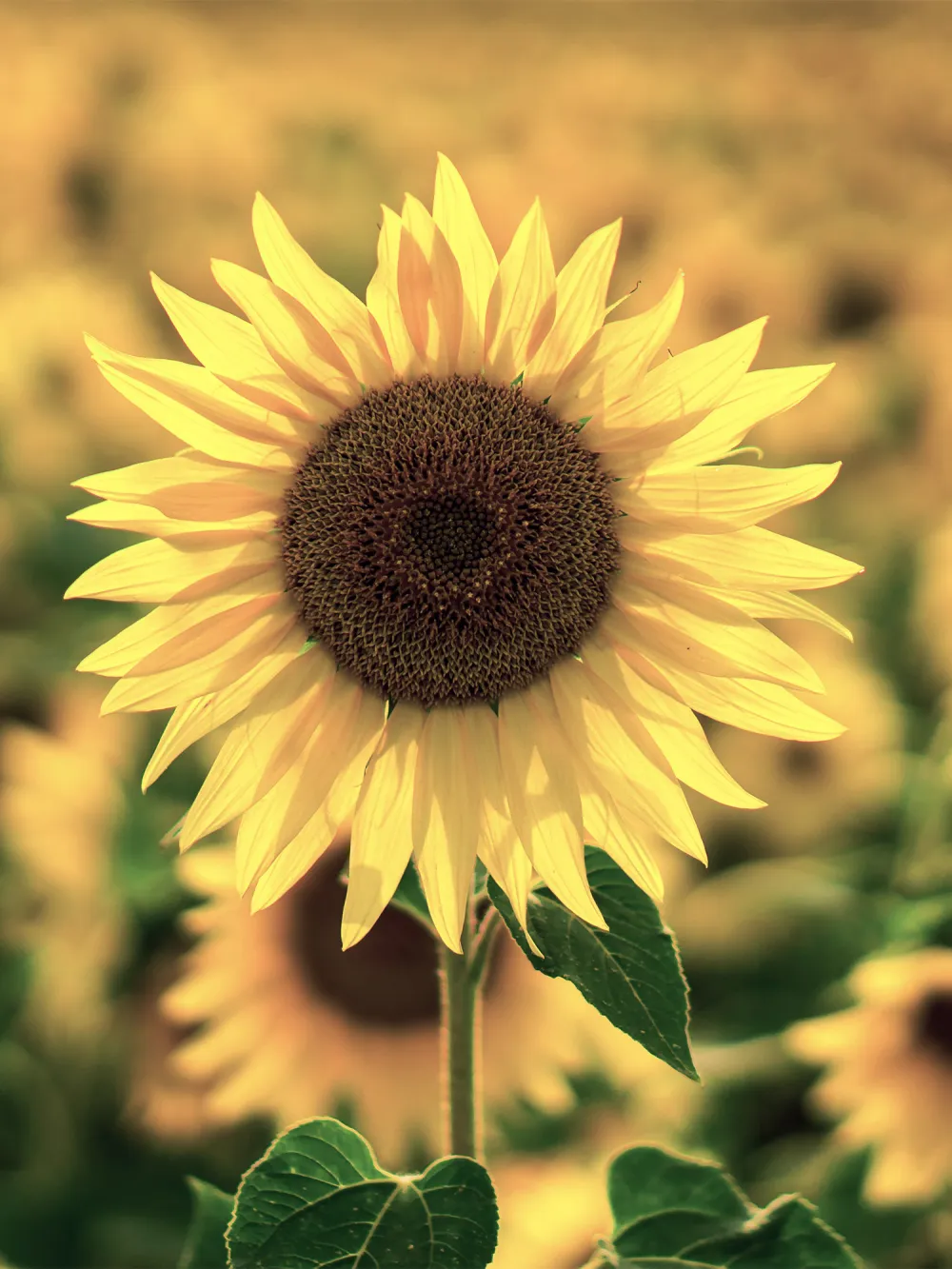 field crops sunflower_v
