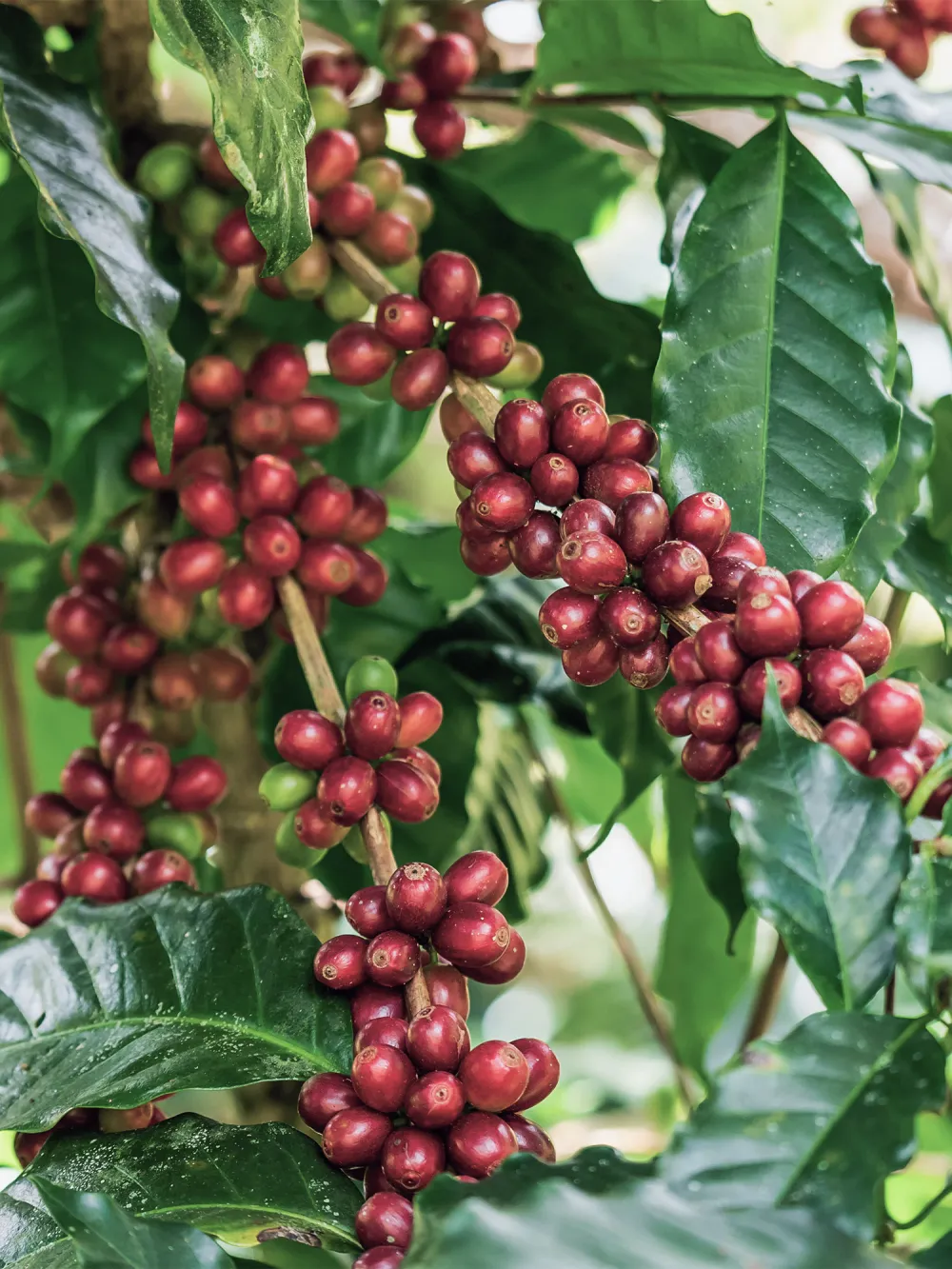 fruits coffee-v