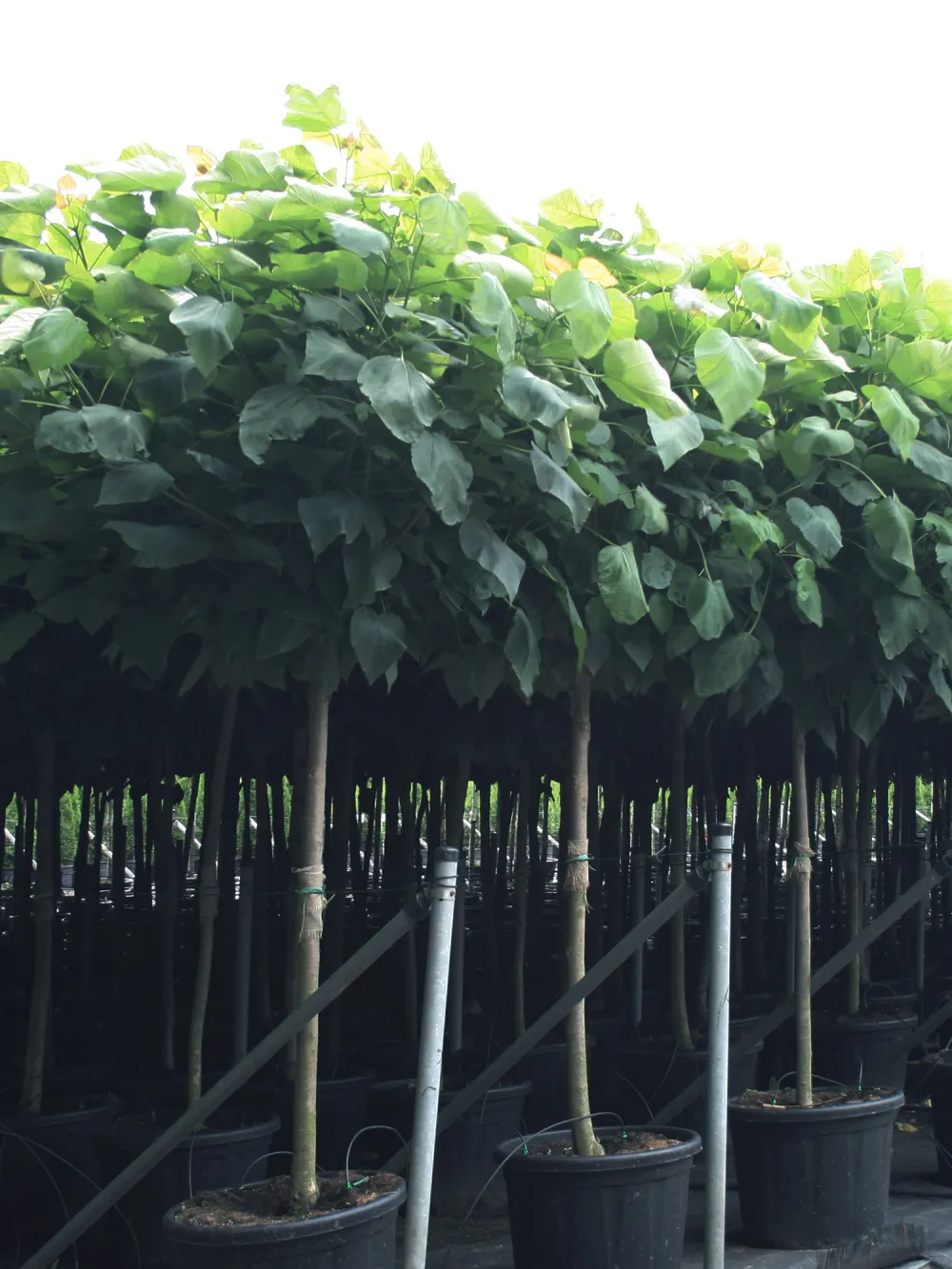 nursery-ornamentals-container plants-v