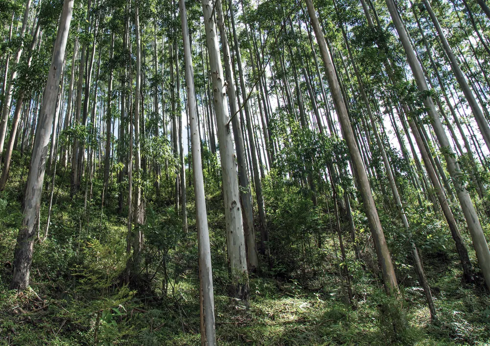 nursery-forestry-h