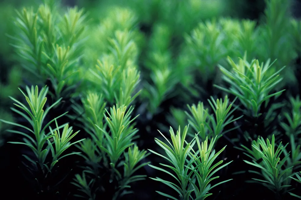 nursery-forestry-title