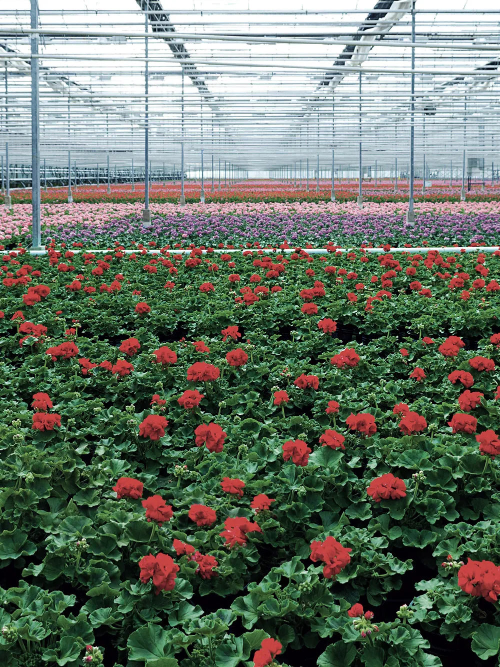 nursery-ornamentals-ornamental plants-v