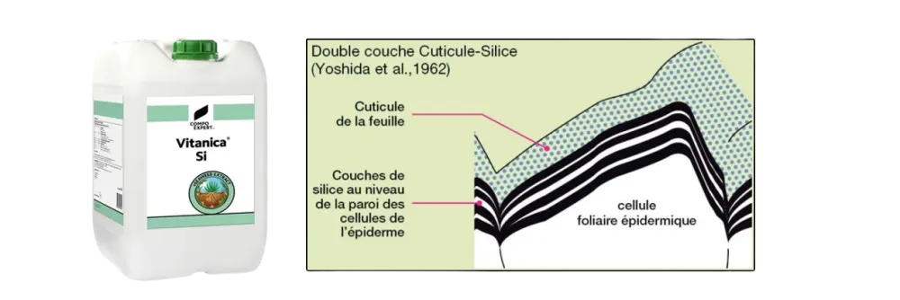 Vitanica® Si la solution proposée par COMPO EXPERT France