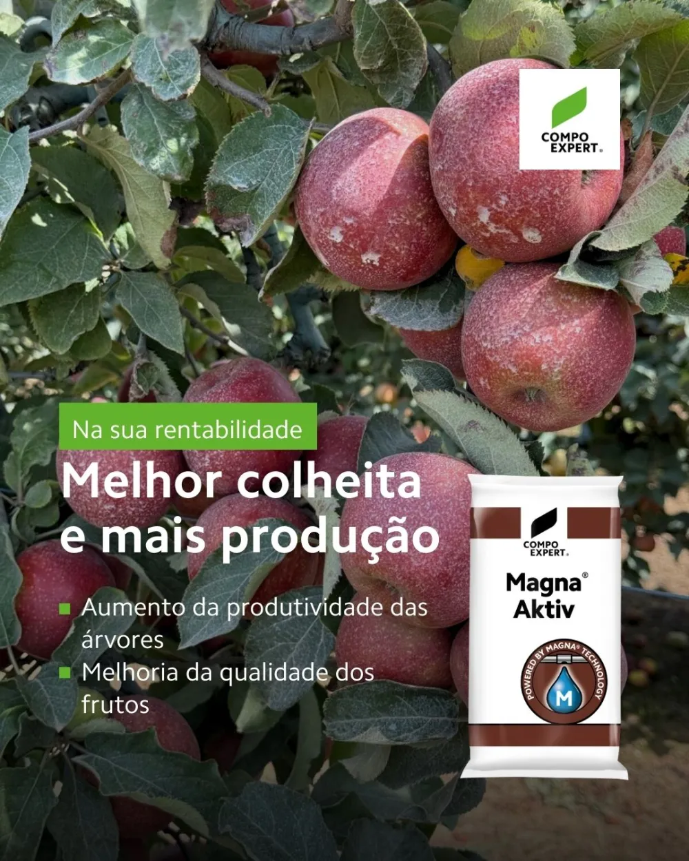 Colheita produção rentabilidade maçã pereira