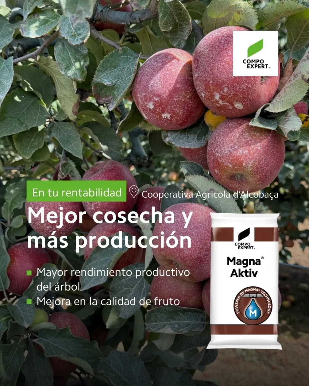 Mayor cosecha, plantas más productivas, mayor rentabilidad en el cultivo del manzano y peral