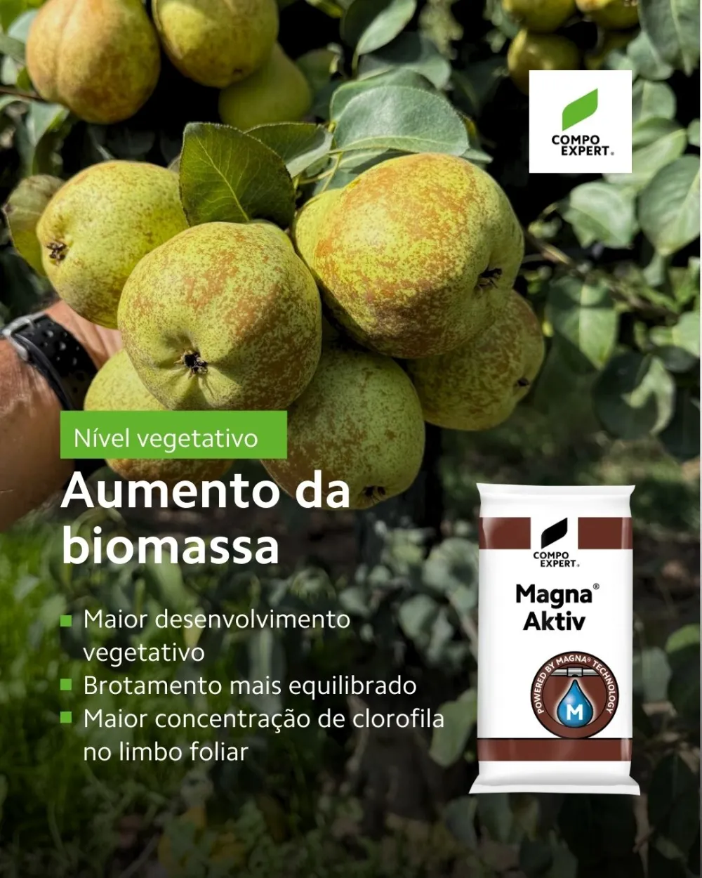 Melhor desenvolvimento das pereiras e macieiras