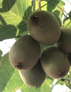 fruits kiwi-title