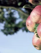 pome fruits apple-title