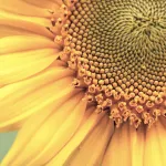 field crops sunflower_title