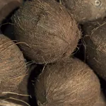 fruits coconut-title