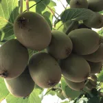 fruits kiwi-title