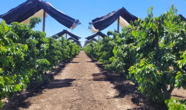 El análisis de suelo es una herramienta esencial para cualquier agricultor que busque optimizar el rendimiento y la calidad de su cultivo de cerezo