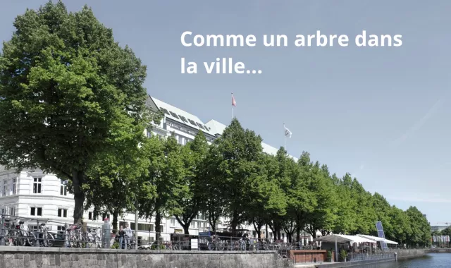 La pérennité des arbres en ville, entretien, fertilisation et biostimulation