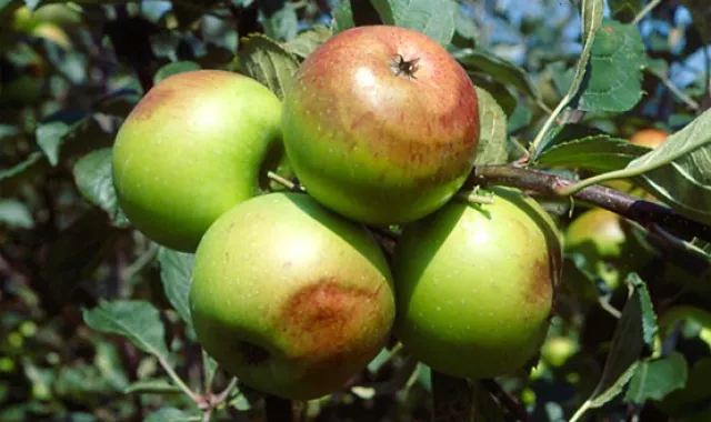 manzana