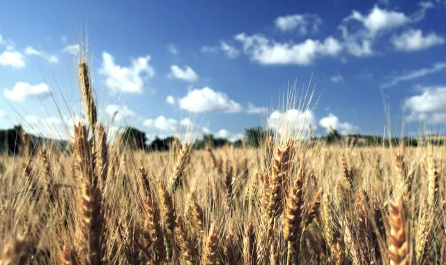 field crops wheat_h