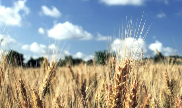 field crops wheat_v