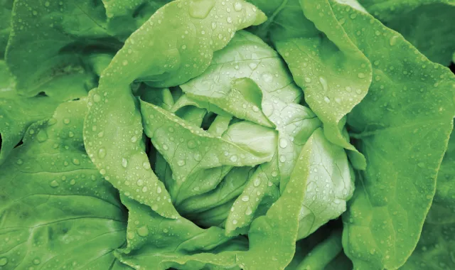 vegetables-lettuce-title