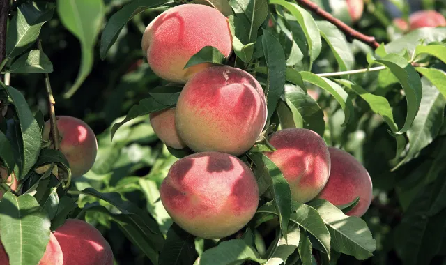 stone fruits peach-h