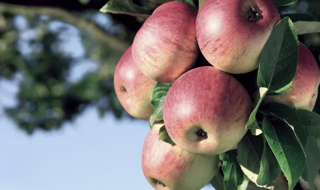 pome fruits apple-title