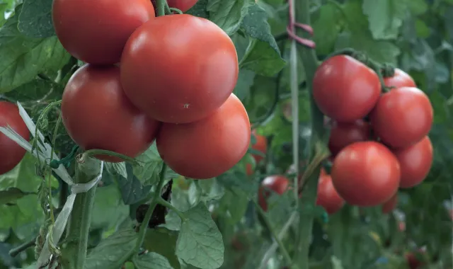 vegetable-tomato-title