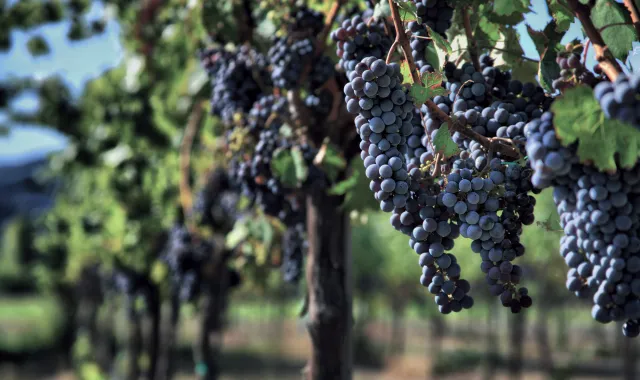 fruits grapes (wine)-h