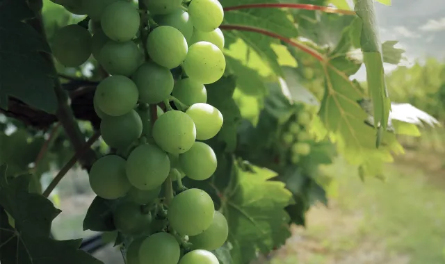 fruits grapes (wine)-title