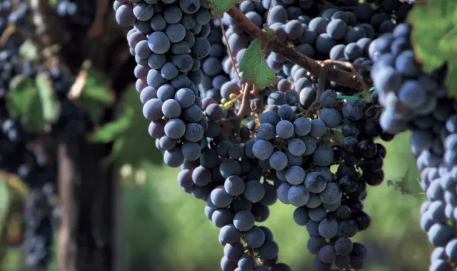 fruits grapes (wine)-v