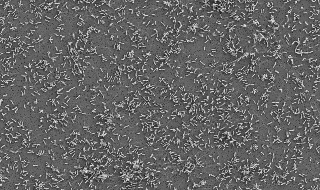 PLANTE DE MICROORGANISMOS Y BIOFERTILIZANTES