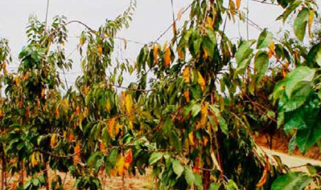 cerezo cosecha tardia