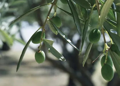 fertilizantes y bioestimulantes para olivo