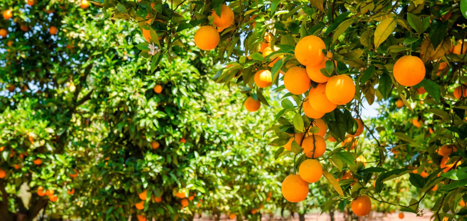 Fertilización foliar en cultivos de invierno utilizando productos agrícolas de alta calidad para optimizar el crecimiento de las plantas