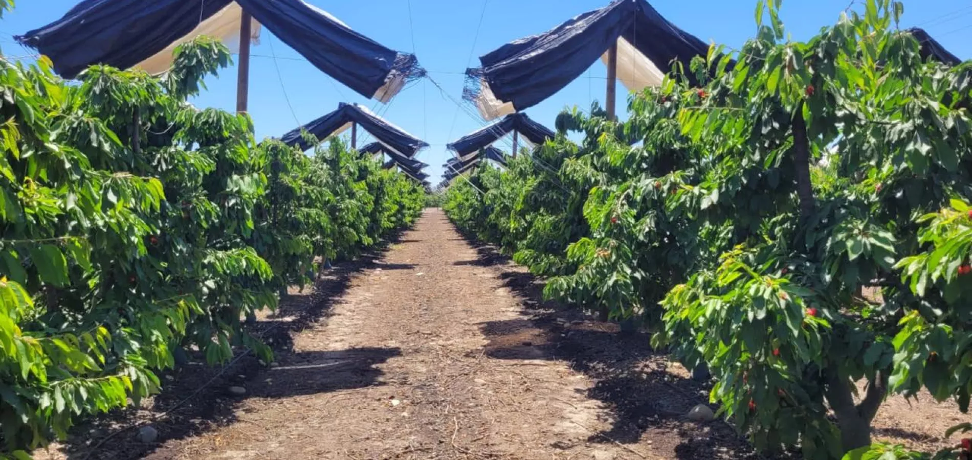 El análisis de suelo es una herramienta esencial para cualquier agricultor que busque optimizar el rendimiento y la calidad de su cultivo de cerezo