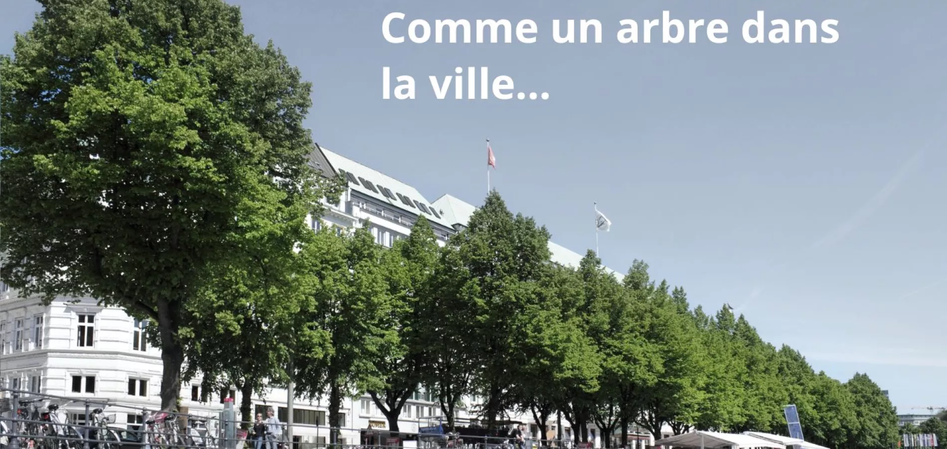 La pérennité des arbres en ville, entretien, fertilisation et biostimulation