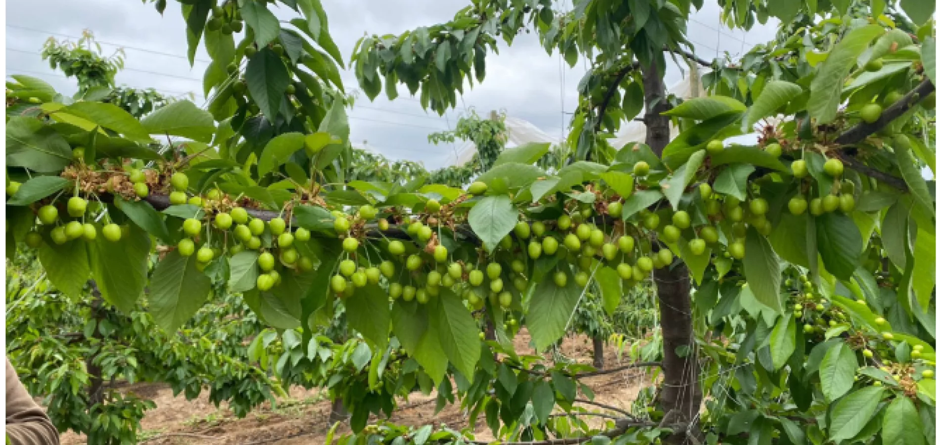 compo-expert-chile-fertilizantes-cerezos-fruta-estrategia