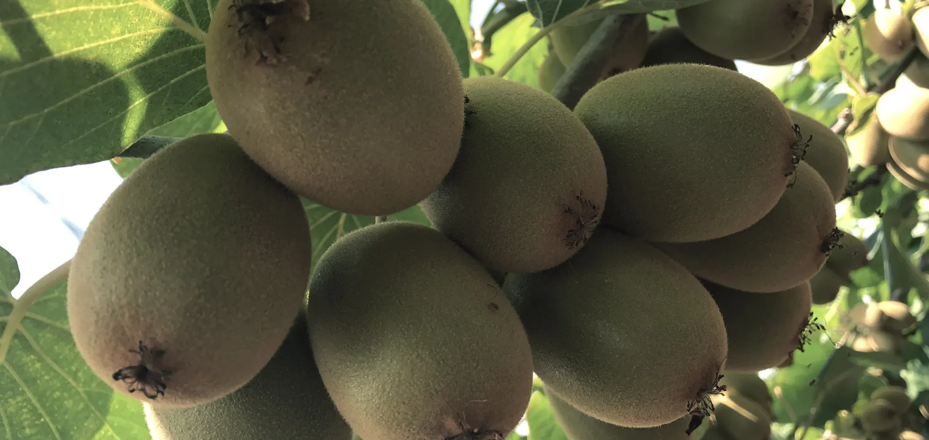 fruits kiwi-title